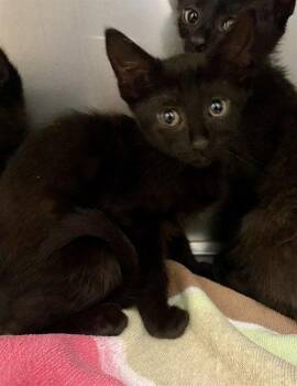 PEEP -  Domestic Short Hair Cat for Adoption in Clyde, North Carolina - PEEP | PetCurious