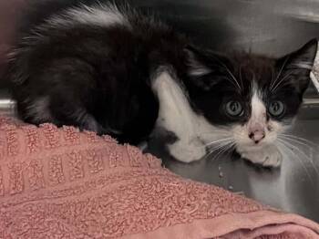 A1976629 -  Domestic Short Hair Cat for Adoption in Tustin, California - A1976629 | PetCurious