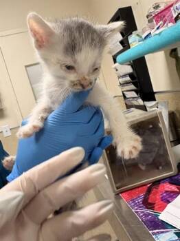 CHRIS -  Domestic Short Hair Cat for Adoption in Riverside, California - CHRIS | PetCurious