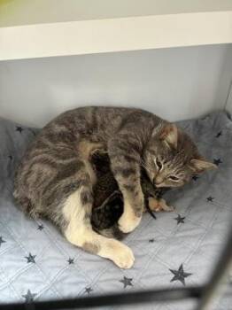 Domestic Short Hair Cats Available for Adoption in Barnesville, Georgia - 26-313 | PetCurious