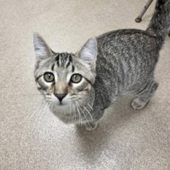 Cauliflower -  Domestic Short Hair Cat for Adoption in Oshkosh, Wisconsin - Cauliflower | PetCurious