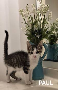 Paul -  American Shorthair Cat for Adoption in Seven Valleys, Pennsylvania - Paul | PetCurious