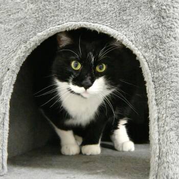 Domestic Short Hair Cats Available for Adoption in Fairhope, Alabama - Boo | PetCurious