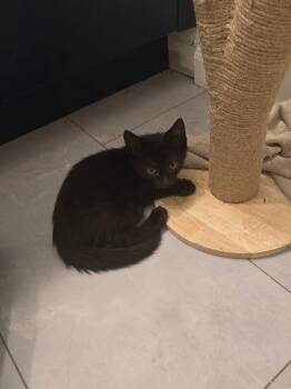 Forrest -  Domestic Short Hair Cat for Adoption in Tampa, Florida - Forrest | PetCurious