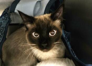 Domestic Short Hair and Siamese Cats Available for Adoption in Ogden, Utah - Miso | PetCurious