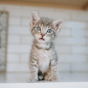 Gerald Vaseleou -  Domestic Short Hair Cat for Adoption in Eagle Mountain, Utah - Gerald Vaseleou | PetCurious