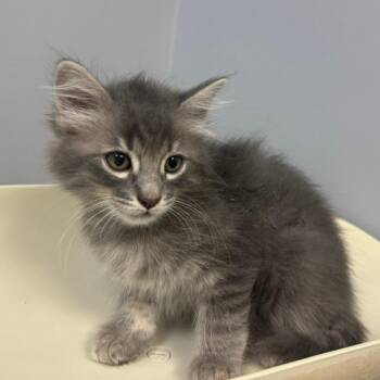 Marsh -  Domestic Medium Hair Cat for Adoption in Columbus, Georgia - Marsh | PetCurious