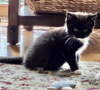 Marianne -  Domestic Medium Hair Cat for Adoption in Port Washington, Wisconsin - Marianne | PetCurious