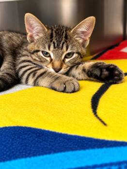Novalie -  Domestic Short Hair Cat for Adoption in Lima, Ohio - Novalie | PetCurious