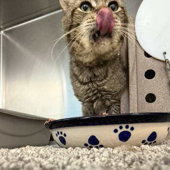 Rescue Domestic Short Hair Cats for Adoption in Lakewood, California - Grandpa | PetCurious