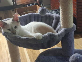 Rescue Siamese Cats for Adoption in Frenchburg, Kentucky - Dash | PetCurious