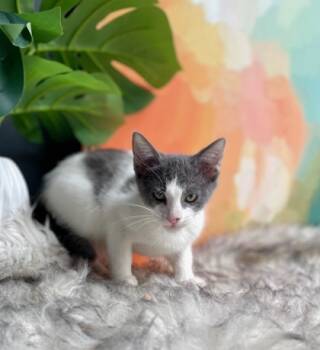 Rescue Domestic Short Hair Cats for Adoption in Chamblee, Georgia - Porsche Spyder | PetCurious