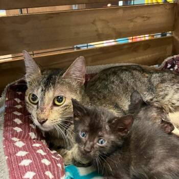 Davina -  Domestic Short Hair Cat for Adoption in Madill, Oklahoma - Davina | PetCurious