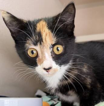 Domestic Short Hair Cats Available for Adoption - Tabitha | PetCurious