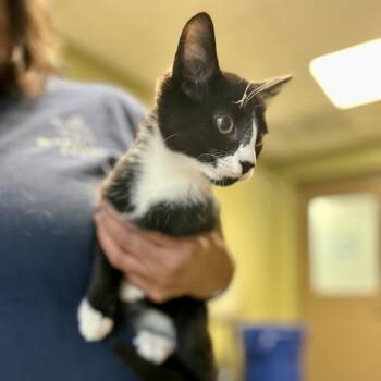 Domestic Short Hair Cats Available for Adoption - Rocket | PetCurious