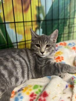 Rescue Domestic Short Hair Cats for Adoption in Chicago, Illinois - Posey | PetCurious