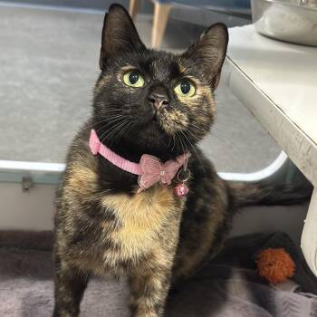 Major League -  Domestic Short Hair Cat for Adoption in Chicago, Illinois - Major League | PetCurious