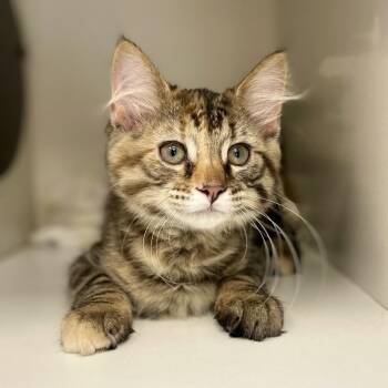 KitKat -  Domestic Medium Hair Cat for Adoption in Champaign, Illinois - KitKat | PetCurious