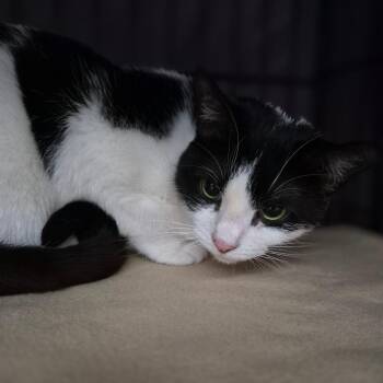 Ansel -  Domestic Short Hair Cat for Adoption in Bismarck, North Dakota - Ansel | PetCurious