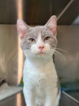 Domestic Short Hair Cats Available for Adoption - Bug | PetCurious