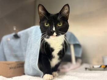 MITTENS -  Domestic Short Hair Cat for Adoption in Fort Wayne, Indiana - MITTENS | PetCurious