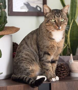 Toffee -  Domestic Short Hair Cat for Adoption in Seattle, Washington - Toffee | PetCurious