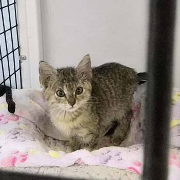 Rescue Domestic Short Hair Cats for Adoption in Las Cruces, New Mexico - Livy | PetCurious