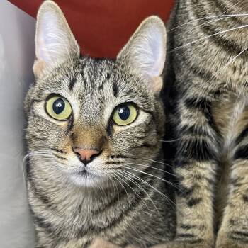 Rescue Domestic Short Hair Cats for Adoption in Los Angeles, California - Lois Lane | PetCurious