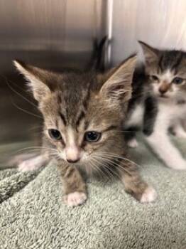 Rescue Domestic Short Hair Cats for Adoption in Fort Lauderdale, Florida - MONO PRINCI | PetCurious