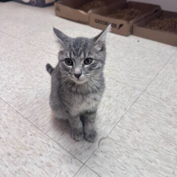 Rescue Domestic Short Hair Cats for Adoption in Branson, Missouri - Ferrari | PetCurious