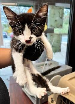 Elvis -  Domestic Short Hair Cat for Adoption in Nashville, Tennessee - Elvis | PetCurious