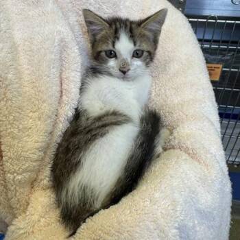 Breaking Dawn -  Domestic Short Hair Cat for Adoption in Richmond, Virginia - Breaking Dawn | PetCurious
