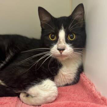 Rescue Domestic Short Hair Cats for Adoption in Texas City, Texas - PURRFESSOR | PetCurious