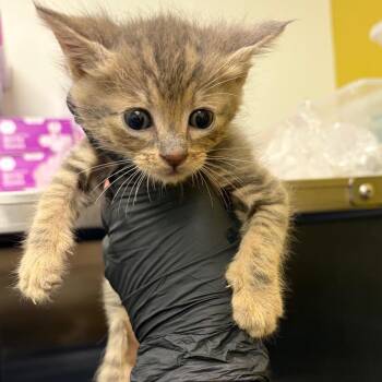 Soul -  Domestic Short Hair Cat for Adoption in Keizer, Oregon - Soul | PetCurious