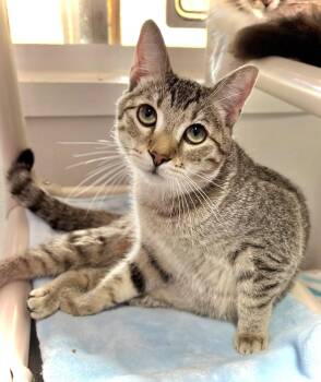 Nog -  Domestic Short Hair Cat for Adoption in Estherville, Iowa - Nog | PetCurious