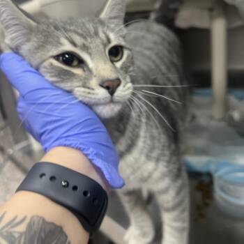 Callum -  Domestic Short Hair Cat for Adoption in Salt Lake City, Utah - Callum | PetCurious