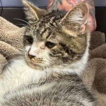 Domestic Short Hair Cats Available for Adoption in York, Pennsylvania - Farmer John | PetCurious