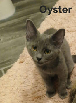 Rescue Domestic Short Hair Cats for Adoption - Oyster | PetCurious