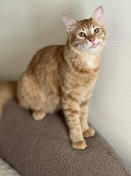 Rescue Egyptian Mau and Abyssinian Cats for Adoption in Brampton, Ontario - Tom A | PetCurious