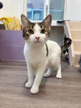 Domestic Short Hair Cats Available for Adoption in Glenfield, New York - Cheese | PetCurious