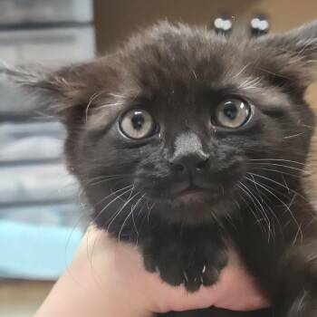 Miracle Berry -  Domestic Short Hair Cat for Adoption in Milan, Illinois - Miracle Berry | PetCurious