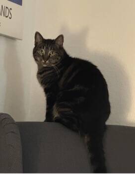 Hope -  Domestic Short Hair Cat for Adoption in Las Vegas, Nevada - Hope | PetCurious