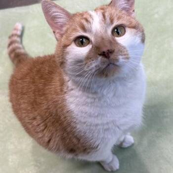 Domestic Short Hair Cats Available for Adoption in Janesville, Wisconsin - Cher | PetCurious