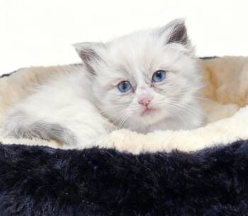 Domestic Medium Hair Cats Available for Adoption in Cottonwood, Arizona - Sally | PetCurious