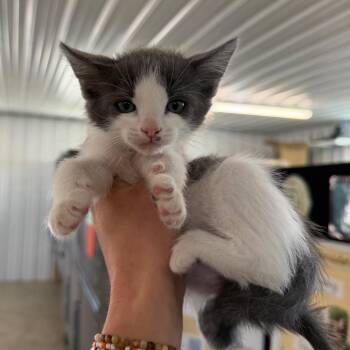 Calliope -  Domestic Short Hair Cat for Adoption in Spanish Fork, Utah - Calliope | PetCurious