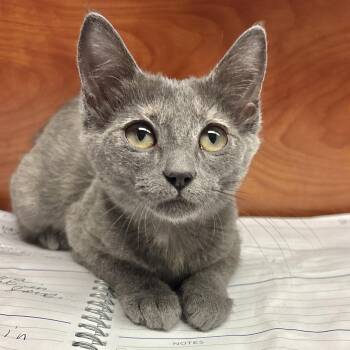 Rowena -  Domestic Short Hair Cat for Adoption in Sonora, California - Rowena | PetCurious