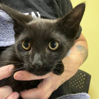 Zion -  Domestic Short Hair Cat for Adoption in Wilmington, Delaware - Zion | PetCurious