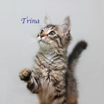 Trina -  Domestic Long Hair and Domestic Short Hair Cat for Adoption in Parma, Ohio - Trina | PetCurious