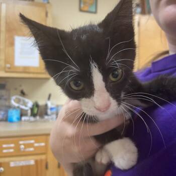 Juju -  Domestic Short Hair Cat for Adoption in Monroe, Louisiana - Juju | PetCurious