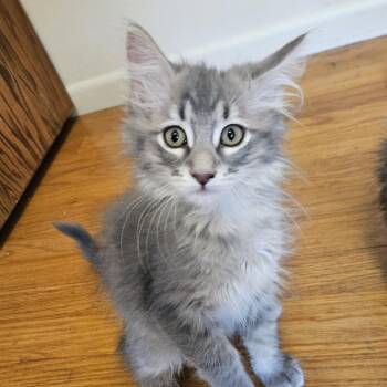 Koosh -  Domestic Medium Hair Cat for Adoption in Boulder, Colorado - Koosh | PetCurious